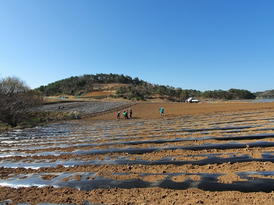 Field Landscape