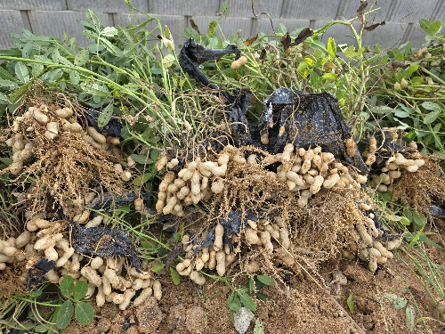 Germination Process