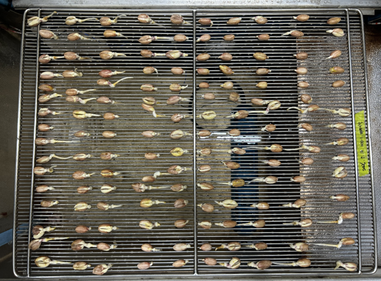 Sprouted peanut trays