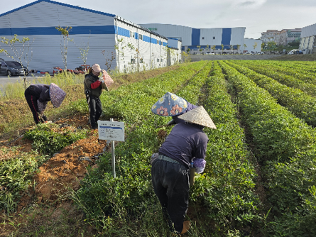 Peanut harvest