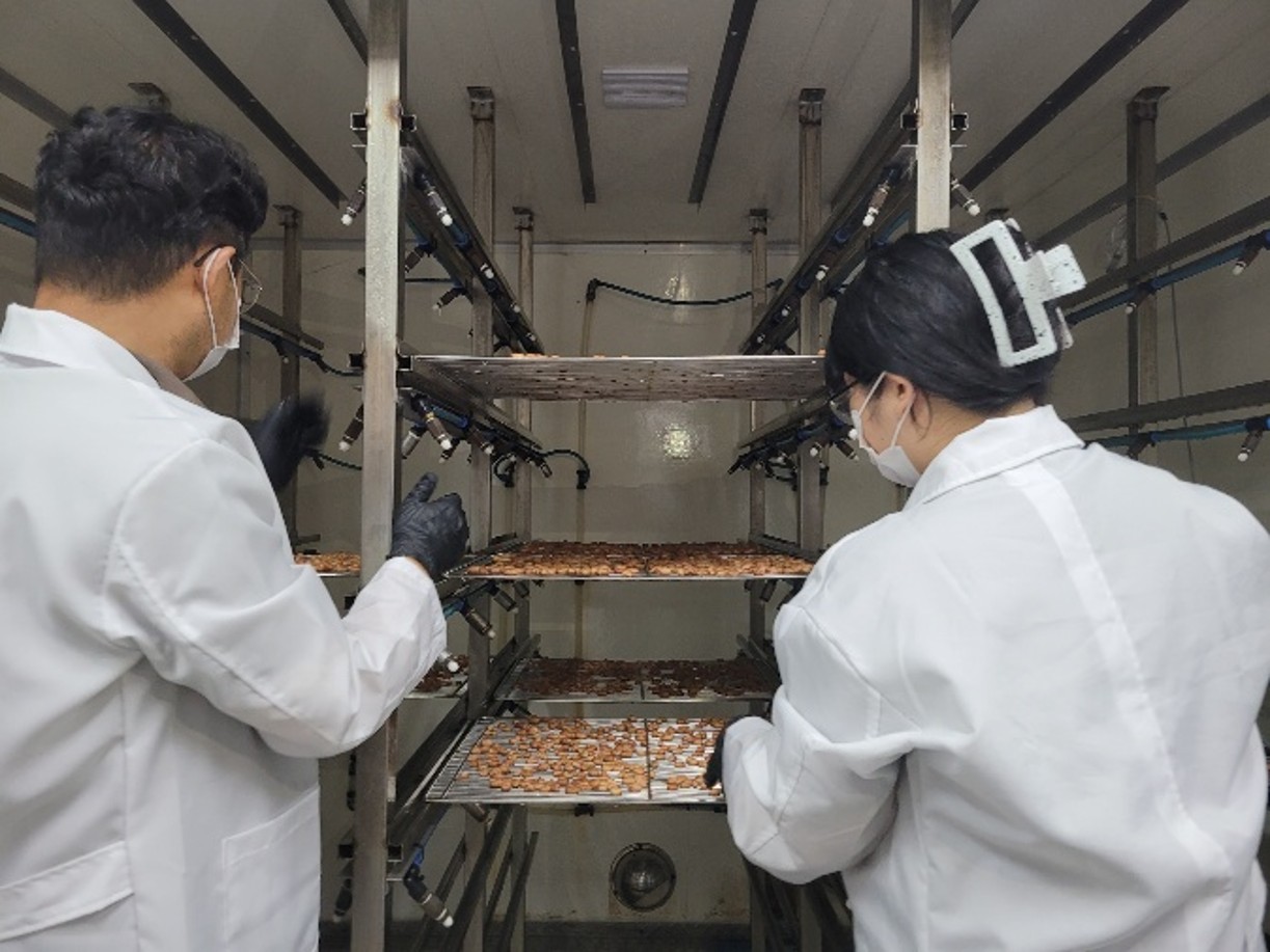 Sprouted peanut test cultivation